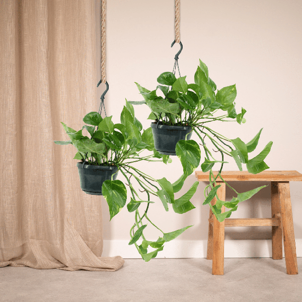 Efeutute - Epipremnum Aureum Scindapsus - Zimmerpflanze - 25cm - ø15cm - 2 Stück