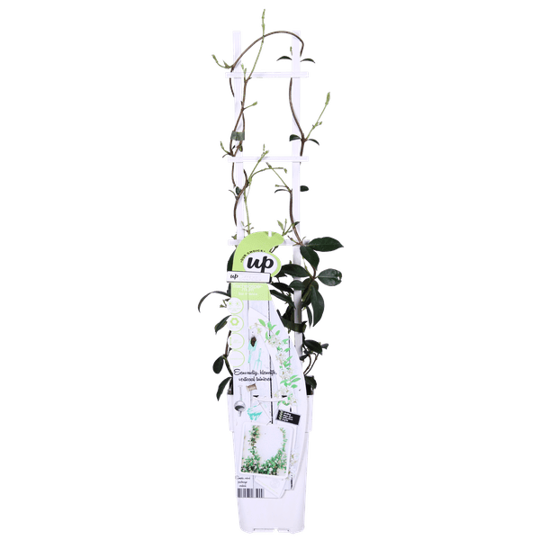 Sternjasmin Trachelospermum 'Star of Venice' – 2er-Set – ca. 65cm hoch Ø15cm – Duftende, winterharte Kletterpflanze – Immergrün – Für Balkon, Terrasse & Garten