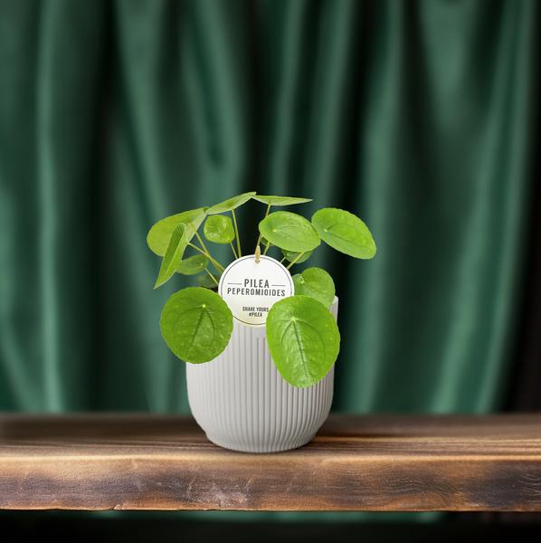 Chinesischer Geldbaum - Pilea Peperomioides - Zimmerpflanze - Ø13cm - ↕20cm