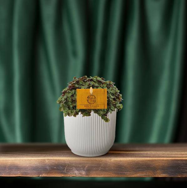 Kriechendes Schönpolster - Callisia repens - Zimmerpflanze - Ø10.5cm - ↕15cm