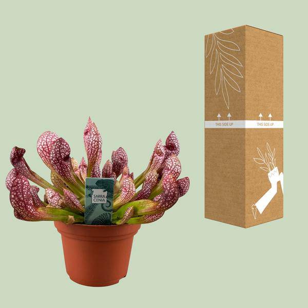 Schlauchpflanze - Sarracenia Scarlet Belle - Zimmerpflanze - Ø12cm - ↕40cm