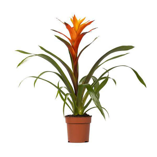 Bromelie - Guzmania Variada - Zimmerpflanze - Ø12cm - ↕50cm