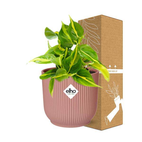 Baumfreund - Philodendron Scandens 'Brasil' - Zimmerpflanze + Topf Vibes Fold 14cm Rosa