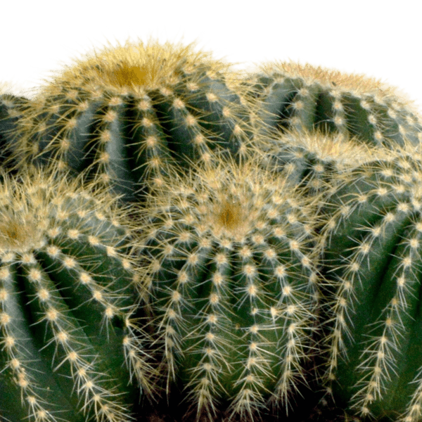 Kaktus - Eriocactus warasii - Zimmerpflanze - Sukkulente - 12cm
