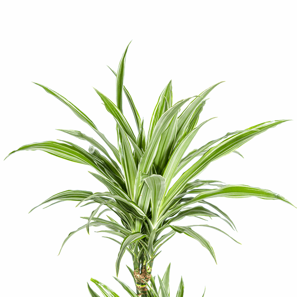 Dracaena Deremensis Weiß gestreift Ø19cm - ↕70 - 90cm