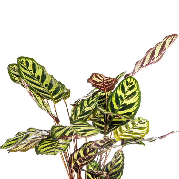 Calathea Makoyana Pfauen-Korbmaranthe – Zimmerpflanze Ø17cm – ca. 40-50cm hoch – Dekorative Blätter mit roter Unterseite