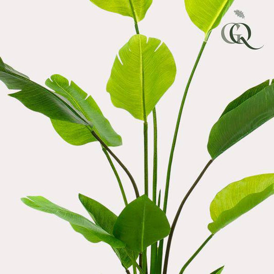 Kunstpflanze - Strelitzia Nicolai - Paradiesvogelblume - 150 cm