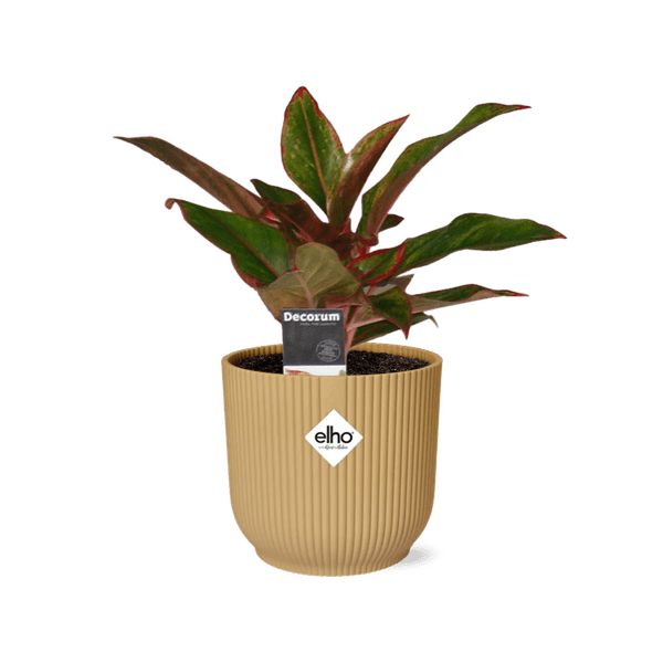 Kolbenfaden - Aglaonema Kreta - Zimmerpflanze + Topf Vibes Fold 14cm Gelb