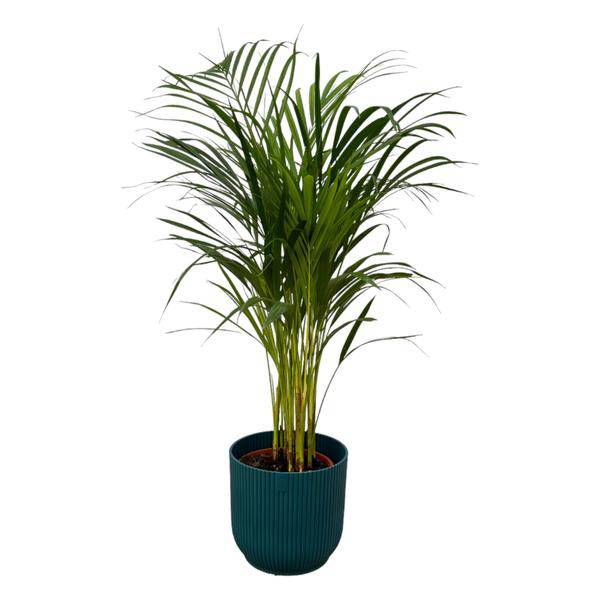 Areca Palme - Betelpalme - Zimmerpflanze - ↨85cm - Ø19cm + Topf Vibes Fold Blau D22xH20