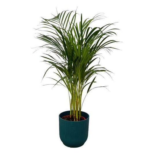 Areca Palme - Betelpalme - Zimmerpflanze - ↨85cm - Ø19cm + Topf Vibes Fold Blau D22xH20
