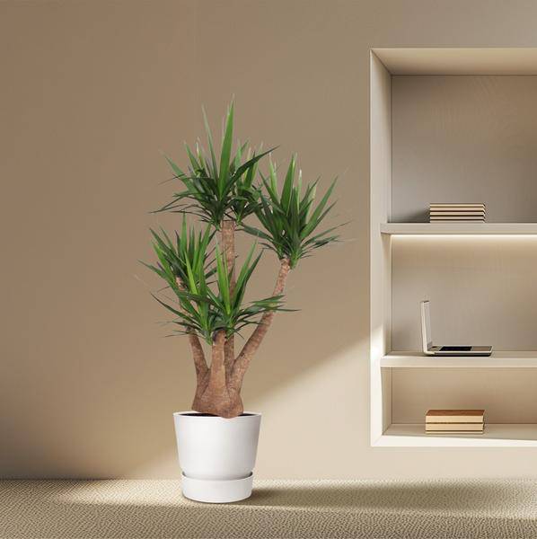 Riesen-Palmlilie – Yucca Elephantipes verzweigt – Zimmerpflanze 170cm – Ø45cm – Pflegeleichte Grünpflanze mit langen, spitzen Blättern – Tropischer Blickfang für Wohnzimmer, Büro & Wintergarten
