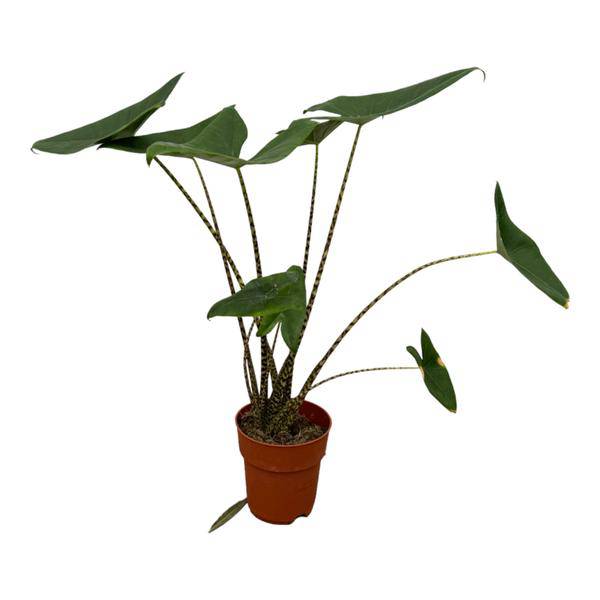 Alocasia Zebrina – Tiger-Pfeilblatt – Exotische Zimmerpflanze – Ø21cm – Höhe ca. 100cm – Tropische Pflanze mit gemusterten Stielen und großen Blättern