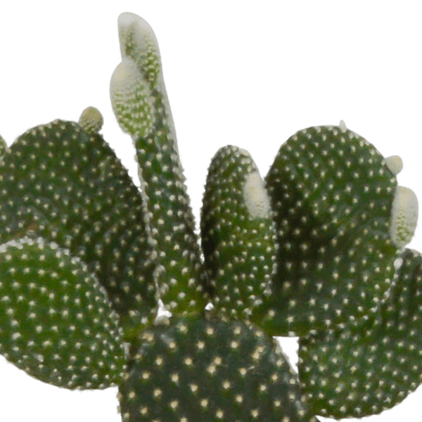 Kaktus Mix - 10,5 cm - 3 Stück - Zimmerpflanze - im Übertopf