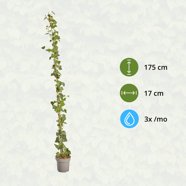 Hedera Hibernica – Irischer Efeu – gestäbt – Höhe 150-175cm – Immergrüne Kletterpflanze – Heckenpflanze für Garten & Terrasse