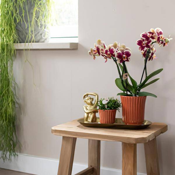 Überraschungsbox - 4 verschiedene Orchideen