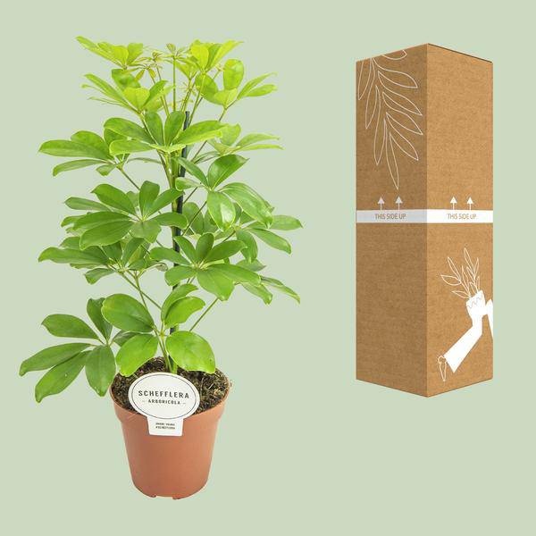 Strahlenaralie - Schefflera Nora - Zimmerpflanze - Ø13cm - ↕45cm