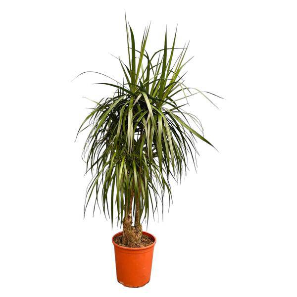 Drachenbaum - Dracaena Anita Variegata - Zimmerpflanze - 190cm