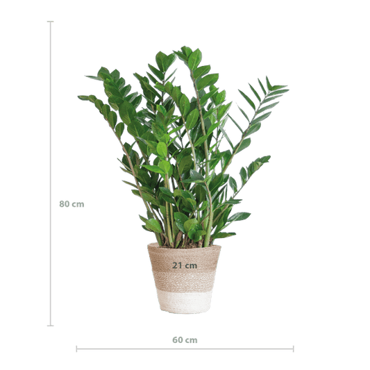 Zamioculcas Zamiifolia 80cm – Glücksfeder Zimmerpflanze Ø21cm – pflegeleichte & robuste Pflanze für Zuhause & Büro – inkl. handgeflochtenem Jutekorb Lissabon Weiß