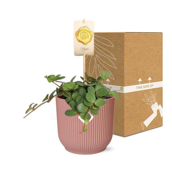 Zwergpfeffer - Peperomia 'Hope' - Zimmerpflanze + Topf Vibes Fold 14cm Rosa