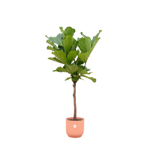Ficus Lyrata - Geigen-Feige - Zimmerpflanze + Topf Vibes Fold Rosa - ↨160 cm - Ø30cm