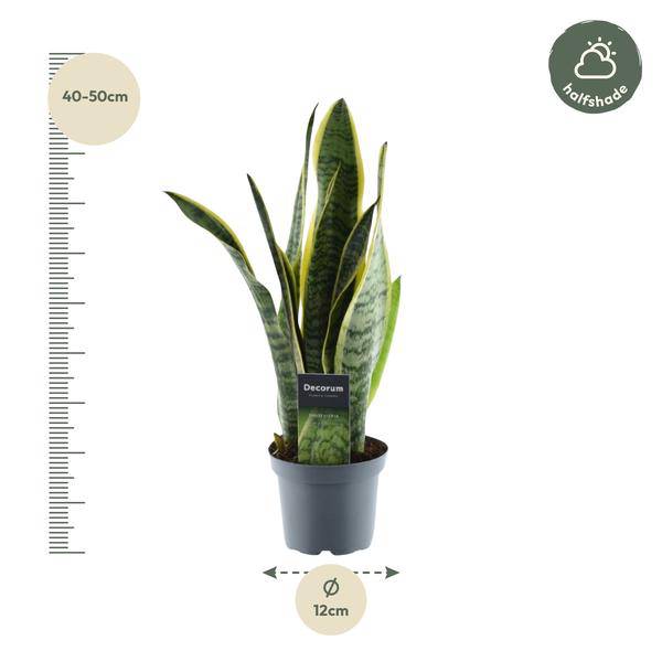 Sansevieria Laurentii – Bogenhanf – Zimmerpflanze – Pflegeleichte Grünpflanze – Luftreinigend – Exotische Blattschmuckpflanze – Ø12cm – ↕45cm