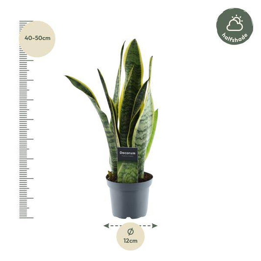 Sansevieria Laurentii – Bogenhanf – Zimmerpflanze – Pflegeleichte Grünpflanze – Luftreinigend – Exotische Blattschmuckpflanze – Ø12cm – ↕45cm