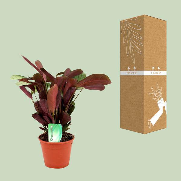 Korbmarante - Ctenanthe Amagris - Zimmerpflanze - Ø14cm - ↕25cm