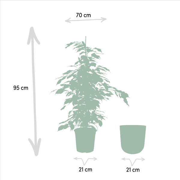 Birkenfeige - Ficus benjamina Danielle - Zimmerpflanze - Ø21cm - ↕95cm + Topf Mayk Blei