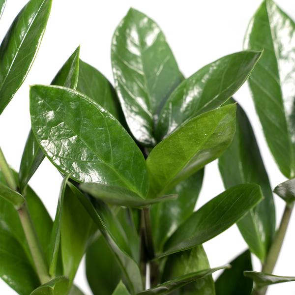 Glücksfeder - Zamioculcas - Zimmerpflanze - Ø12cm - ↕35cm