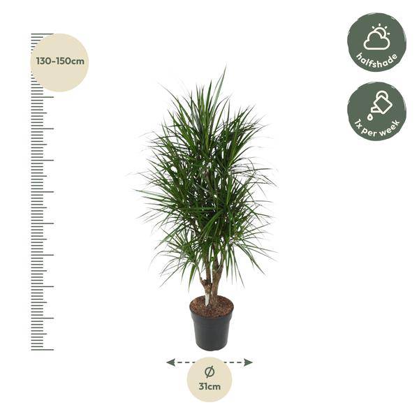 Drachenbaum - Dracaena Marginata - Zimmerpflanze - 140cm - ø31cm