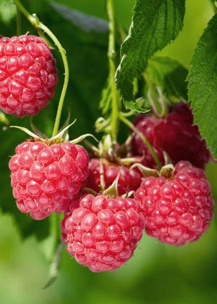 Himbeere Rubus idaeus 'Malling Promise' – Selbstbestäubende Sommer-Himbeere – 100% biologisch – Ø13cm – ca. 45cm Höhe – Leckere rote Früchte