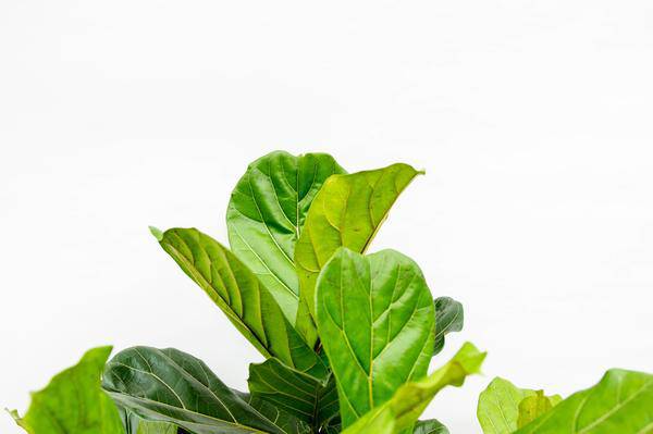 Geigen-Feige – Ficus Lyrata – Zimmerpflanze 220cm – Ø40cm – XXL-Designpflanze mit großen geigenförmigen Blättern – Exklusive Kübelpflanze für Wohnzimmer, Büro & Wintergarten – Pflegeleicht