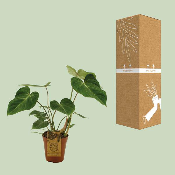 Baumfreund - Philodendron Gloriosum - Zimmerpflanze - Ø15cm - ↕40cm