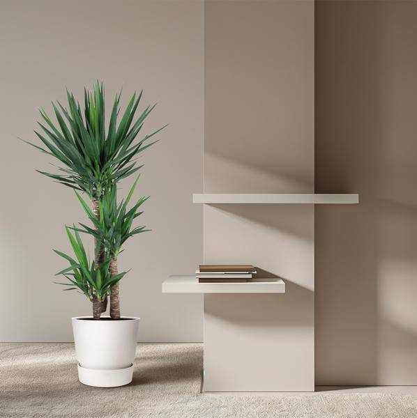 Yucca Elephantipes – Riesen-Palmlilie – Zimmerpflanze – Ø27cm – ↕140cm – Pflegeleicht & Robust – Für Innen & Außen