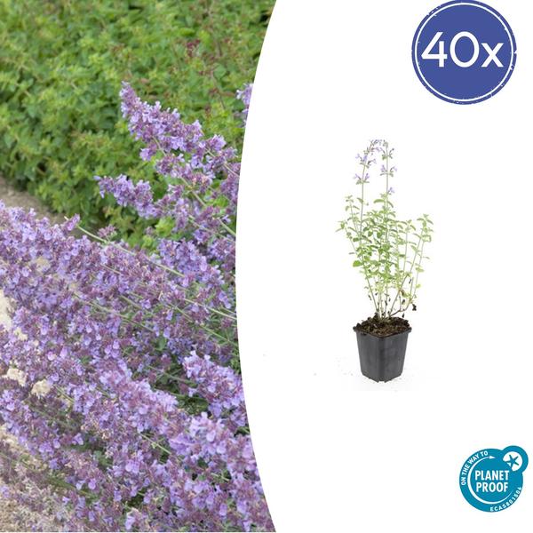 Nepeta 'Walker's Low' – 40 Pflanzen – Katzenminze – Lavendelblaue Blüten – Winterhart & Pflegeleicht – Bienenfreundlich – Sonnig & Gut durchlässiger Boden