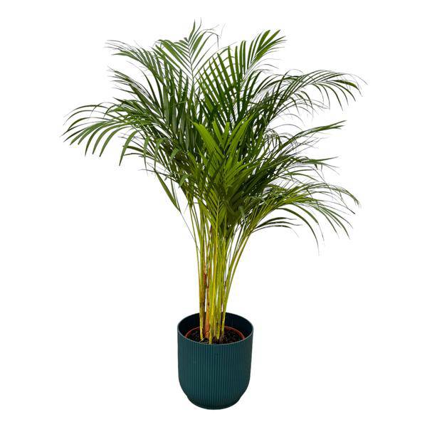 Areca Palme – Betelpalme – Zimmerpflanze ca. 130cm – ø24cm – inkl. Pflanzgefäß Vibes Fold Blau D30xH27 – Tropische XL-Zimmerpalme für Wohnzimmer, Büro & Wintergarten