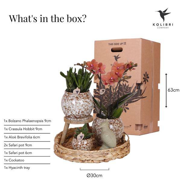 Geschenkset „Untamed Nature“ – Phalaenopsis Orchidee Rot & Sukkulenten – Inkl. 3 Keramik-Ziertöpfe – Pflanzenset mit Dekotieren – Perfekt als Geschenk & Deko-Highlight