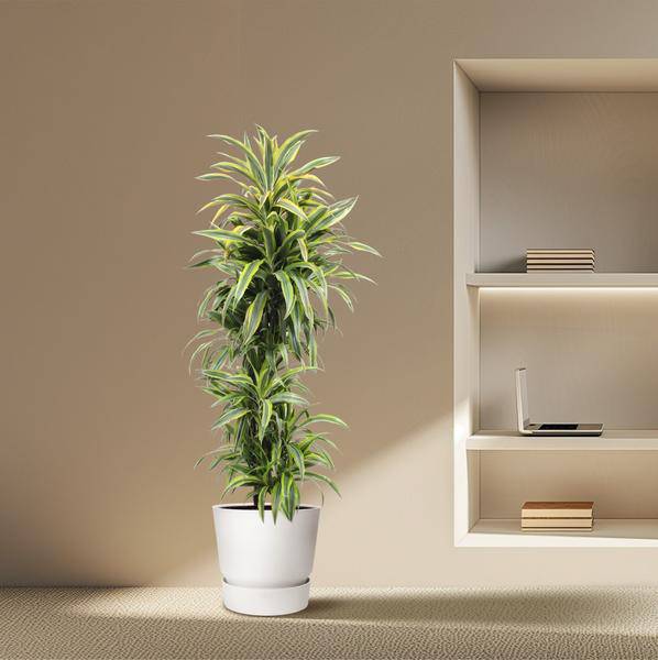 Drachenbaum - Dracaena Lemonlime - Zimmerpflanze - 170cm - ø34cm