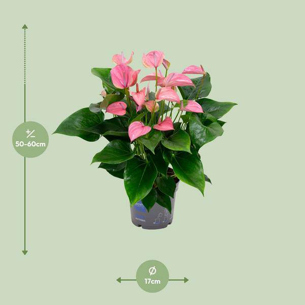 Flamingoblume - Anthurium Karma Joli - Zimmerpflanze - Ø17cm - ↕55cm