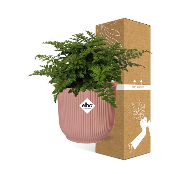 Nestfarn - Asplenium Parvati - Zimmerpflanze + Topf Vibes Fold 14cm Rosa