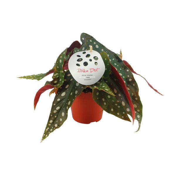 Forellenbegonie - Begonia Maculata - Zimmerpflanze - Ø12cm - ↕20cm