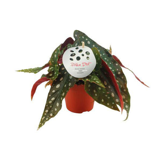 Forellenbegonie - Begonia Maculata - Zimmerpflanze - Ø12cm - ↕20cm