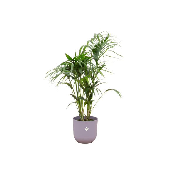 Kentia Palme – Forstersche Kentia – Zimmerpflanze – 130cm hoch – Ø26cm inkl. Jazz Topf Flieder – Tropische & pflegeleichte Grünpflanze – Elegante Palme für Wohnzimmer & Büro