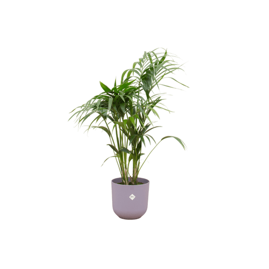 Kentia Palme – Forstersche Kentia – Zimmerpflanze – 130cm hoch – Ø26cm inkl. Jazz Topf Flieder – Tropische & pflegeleichte Grünpflanze – Elegante Palme für Wohnzimmer & Büro