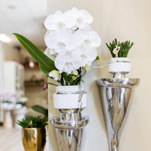 Rhipsalis 2er-Set in silbernen Le Chic Keramiktöpfen – Ø9 cm – Stilvolle Zimmerpflanzen – Pflegeleichte Kakteen im eleganten Design – Perfekt für Zuhause & Büro