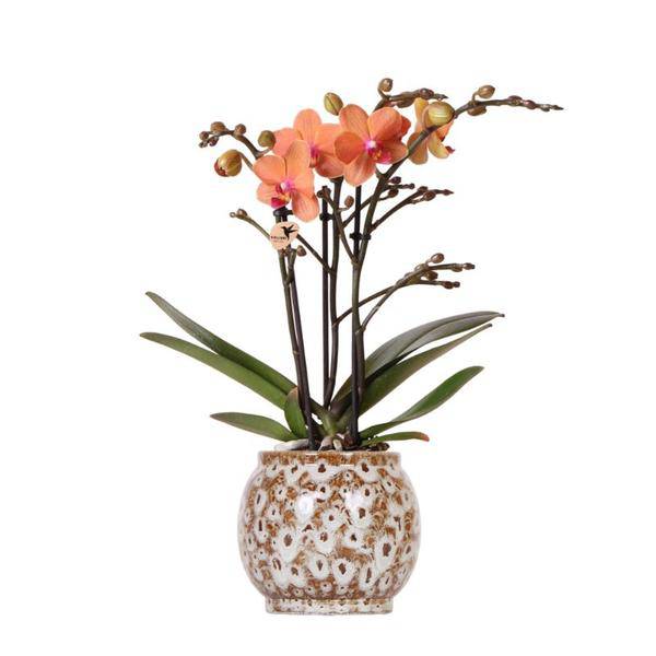 Orange Phalaenopsis Orchidee - Mineral Bolzano + Safari Topf - Topfgröße Ø9cm - blühende Zimmerpflanze