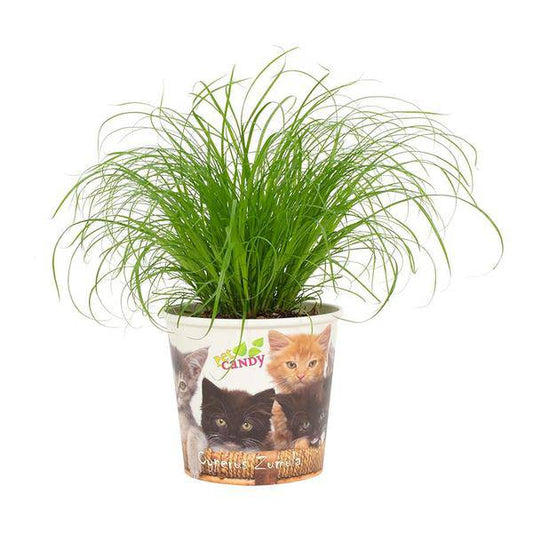 Katzengras – Cyperus Zumula – Wechselblättriges Zyperngras – Ø12cm – ↕23cm – Zimmerpflanze für Katzen – Natürliche Verdauungshilfe & Dekopflanze