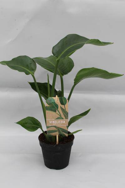 Baum-Strelitzie - Strelitzia Nicolai - Zimmerpflanze - ø13cm - ↕35cm