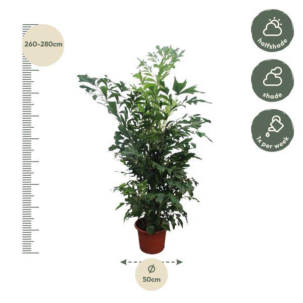 Fischschwanzpalme - Caryota Mitis - 270cm - ø50cm