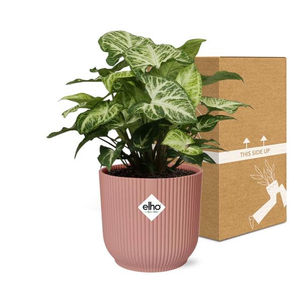 Purpurtute - Syngonium Arrow - Zimmerpflanze + Topf Vibes Fold 14cm Rosa